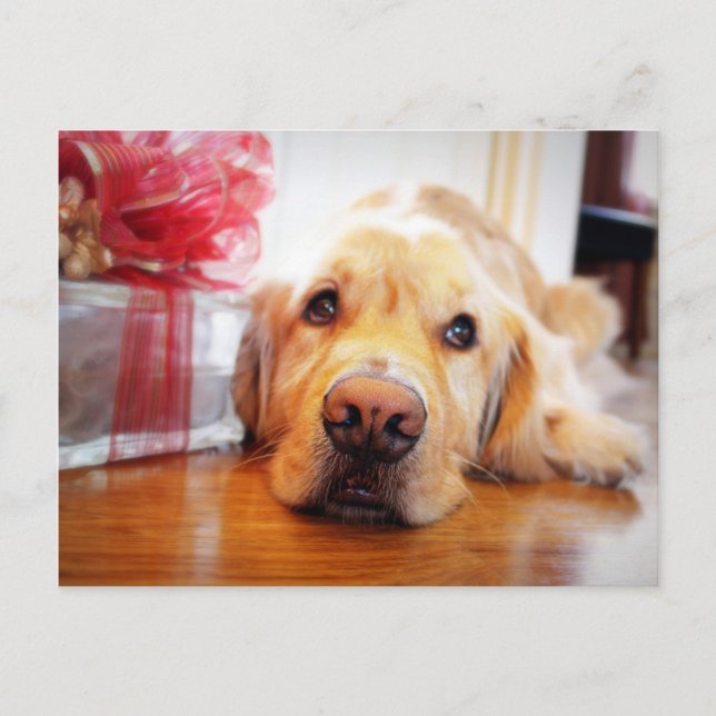 Carte Postale Gros plan du chien avide Golden Retriever (Devant)