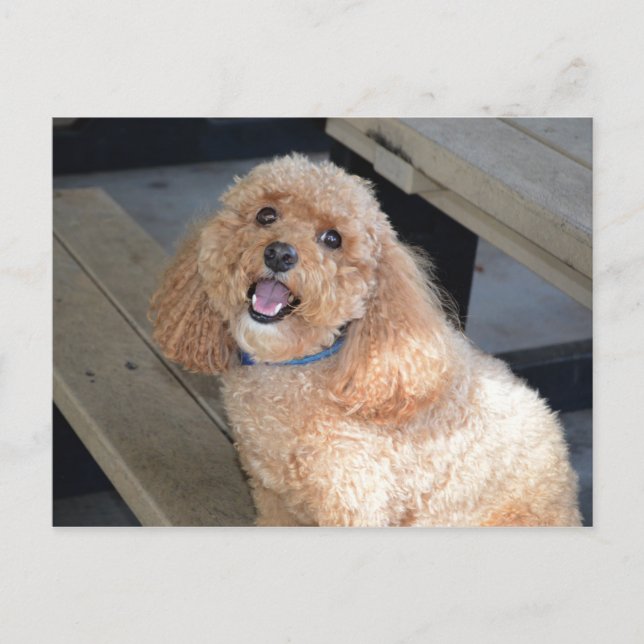 Carte Postale Gros plan du mignon chien Cockapo souriant à l'app (Devant)