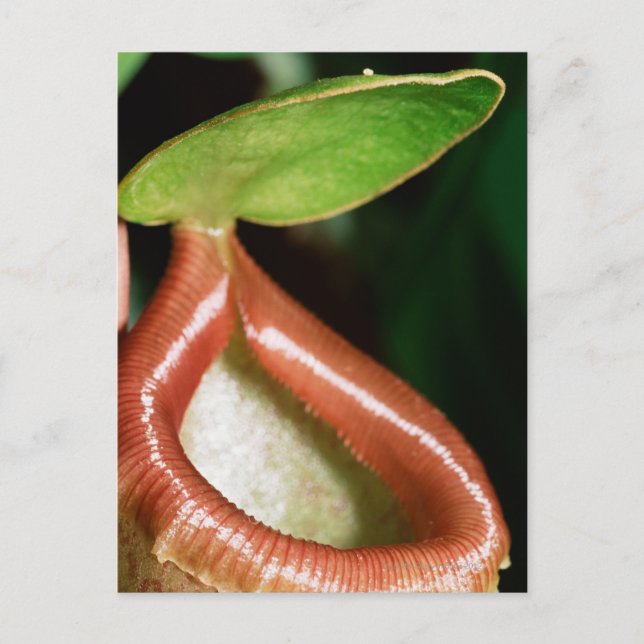 Carte Postale Gros plan du plante de lanceur (Devant)