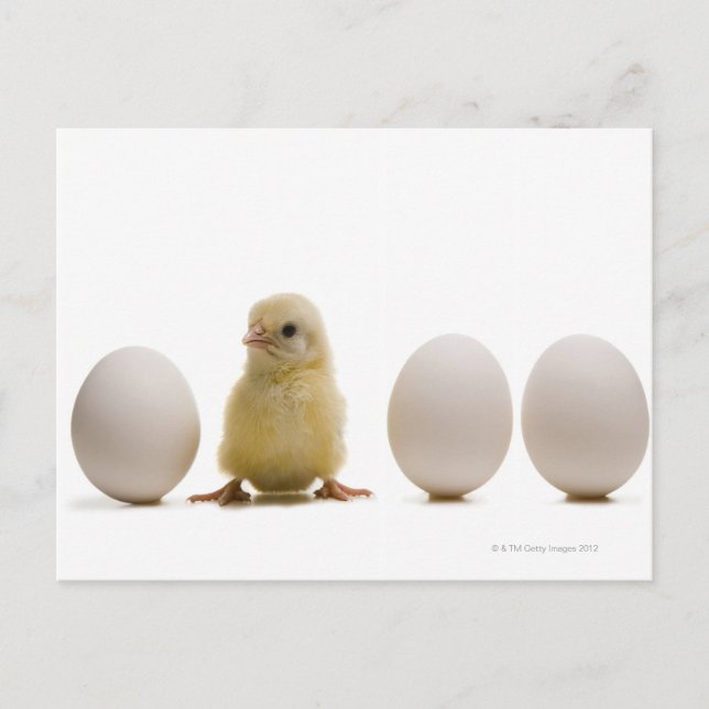 Carte Postale Gros plan d'un bébé poussin avec trois oeufs (Devant)