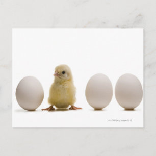 Carte Postale Gros plan d'un bébé poussin avec trois oeufs