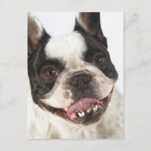 Carte Postale Gros plan d'un Boston Terrier qui sort son