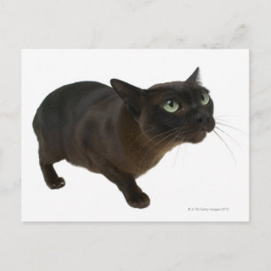 Carte Postale Gros plan d'un chat 2