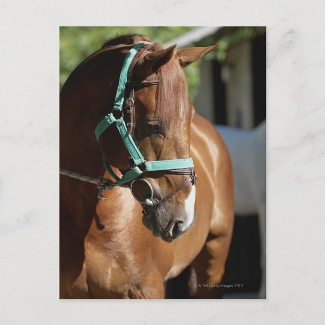 Carte Postale Gros plan d'un cheval 4 (Devant)