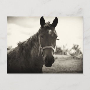 Carte Postale gros plan d'un cheval avec un ton sépia appliqué