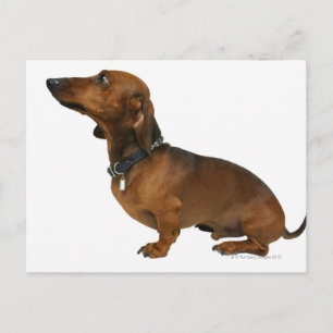 Carte Postale Gros plan d'un dachshund