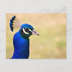 Carte Postale Gros plan d'un paon 2