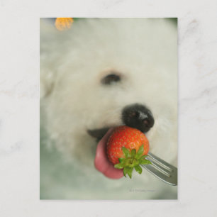 Carte Postale Gros plan d'une Bichon Frise mangeant une fraise