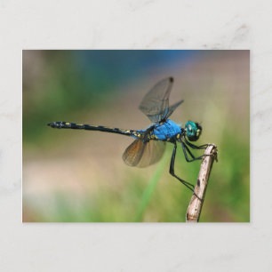 Carte Postale Gros plan d'une libellule bleue sur une branche