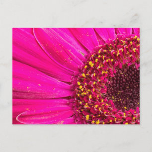 Carte Postale Gros plan d'une marguerite de Gerber