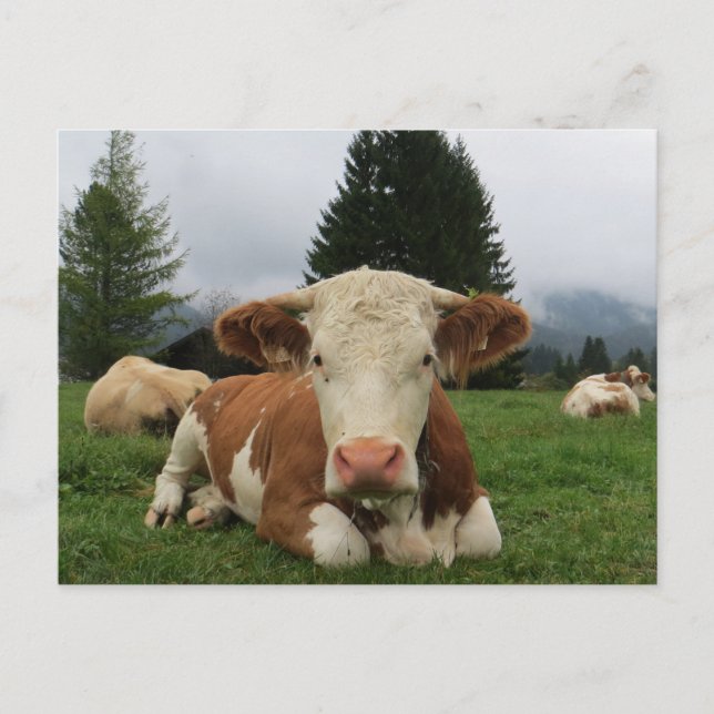 Carte Postale Gros plan d'une vache brune et blanche (Devant)