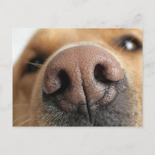 Carte Postale Gros plan extrême sur le nez d'un chien.