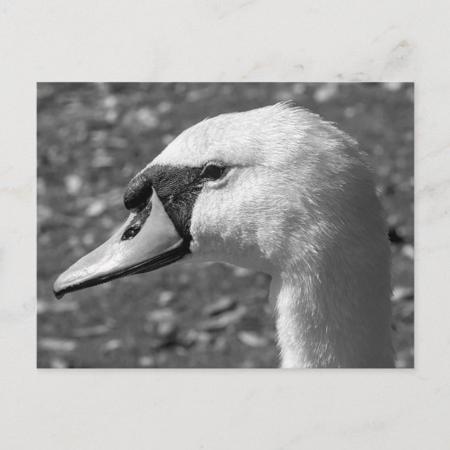 Carte Postale Gros plan. Lac Roath Park, Cardiff, Pays de Galles (Devant)