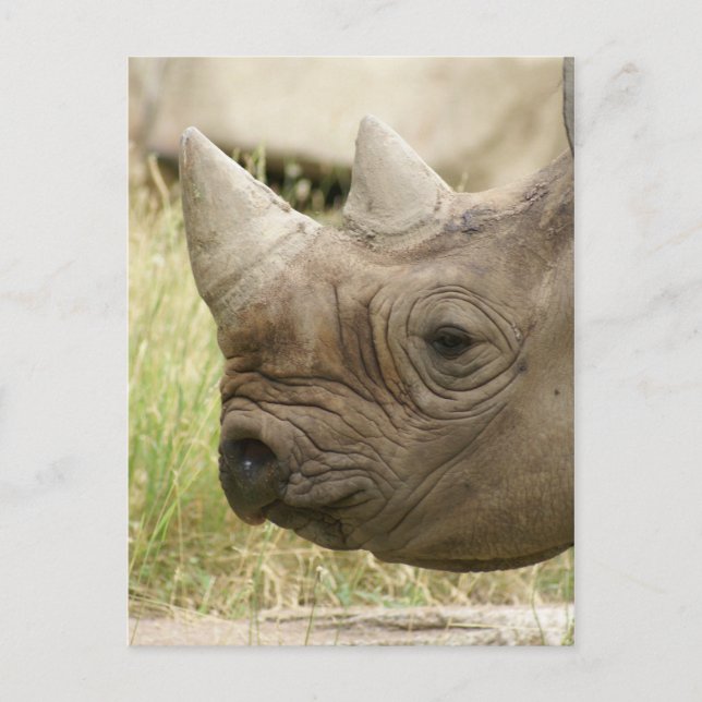 Carte Postale gros plan rhinocéros (Devant)