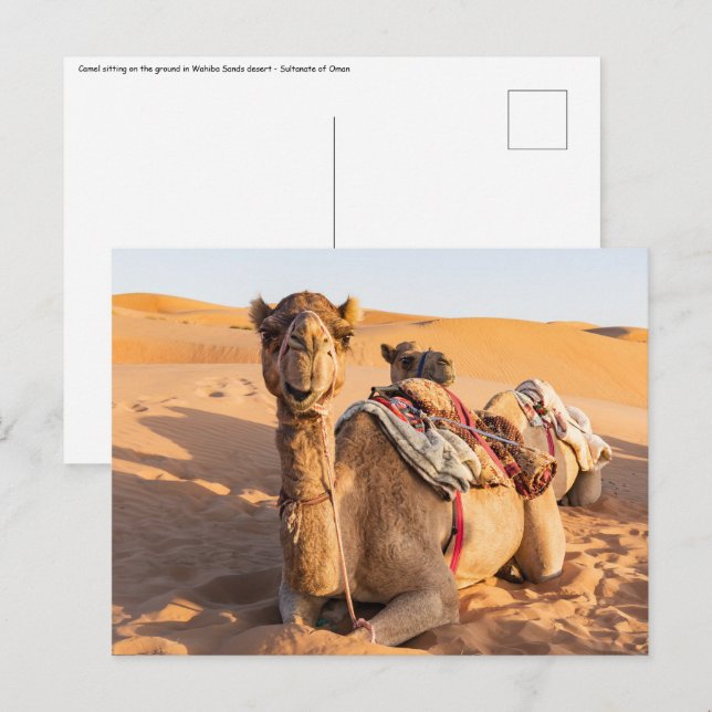 Carte Postale Gros plan sur Camel dans le désert d'Oman (Devant / Derrière)
