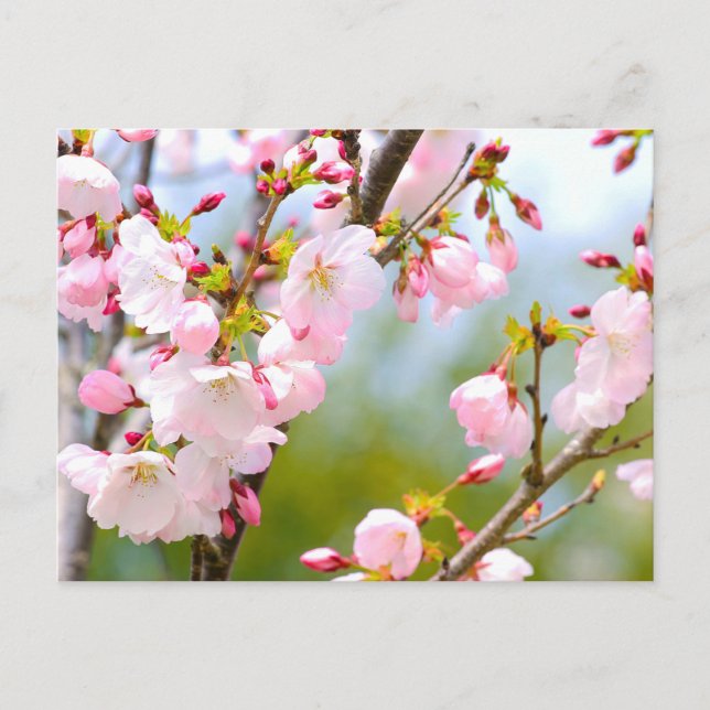 Carte Postale Gros plan sur la fleur de cerise (Devant)