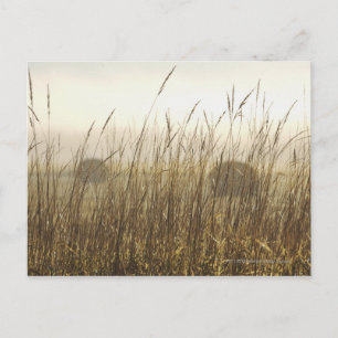 Carte Postale Gros plan sur la photographie du blé