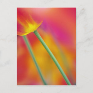 Carte Postale Gros plan sur le dessous de la fleur de tulipe,