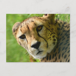 Carte Postale Gros plan sur le visage de guépard