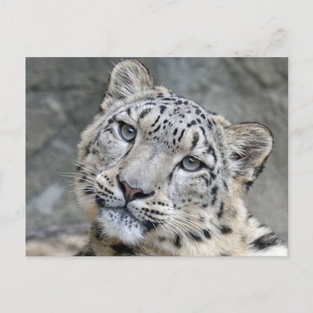 Carte Postale Gros plan sur le visage du léopard des neiges  (Devant)