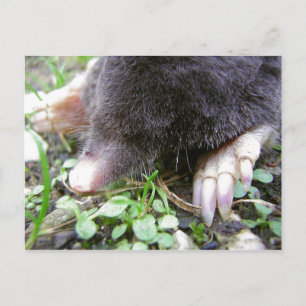 Carte Postale Gros plan sur le visage et les griffes de la taupe