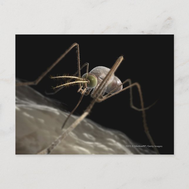 Carte Postale Gros plan sur les piqûres de moustiques 3d (Devant)