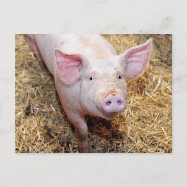 Carte Postale Gros Plan sur un Cochon (Devant)