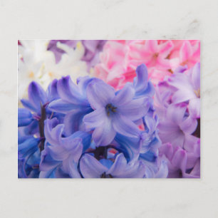 Carte Postale Gros plan sur une plante de jacinthe