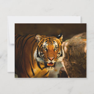 Carte Postale Gros plan Tigre Vibrant