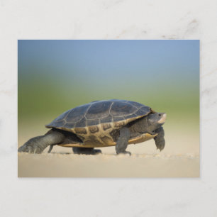 Carte postale gros plan Tortue / Amphibien / Repti