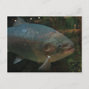 Carte Postale Gros poisson