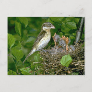 Carte Postale Grosbeak à poitrine rose (femelle) avec jeunes