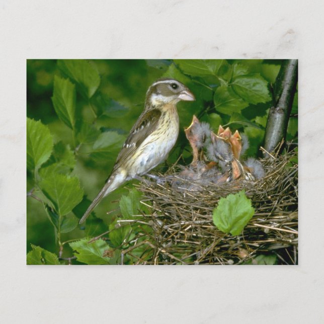 Carte Postale Grosbeak à poitrine rose (femelle) avec jeunes (Devant)