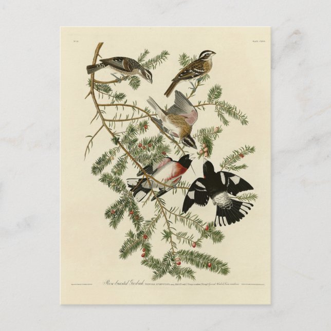 Carte Postale Grosbeak à poitrine rose, Oiseaux d'Amérique d'Aud (Devant)