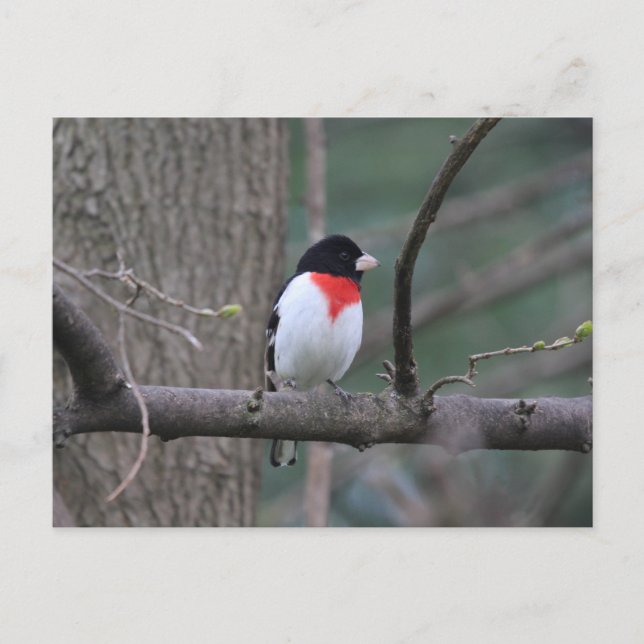 Carte Postale Grosbeak à poitrine rouge (Devant)