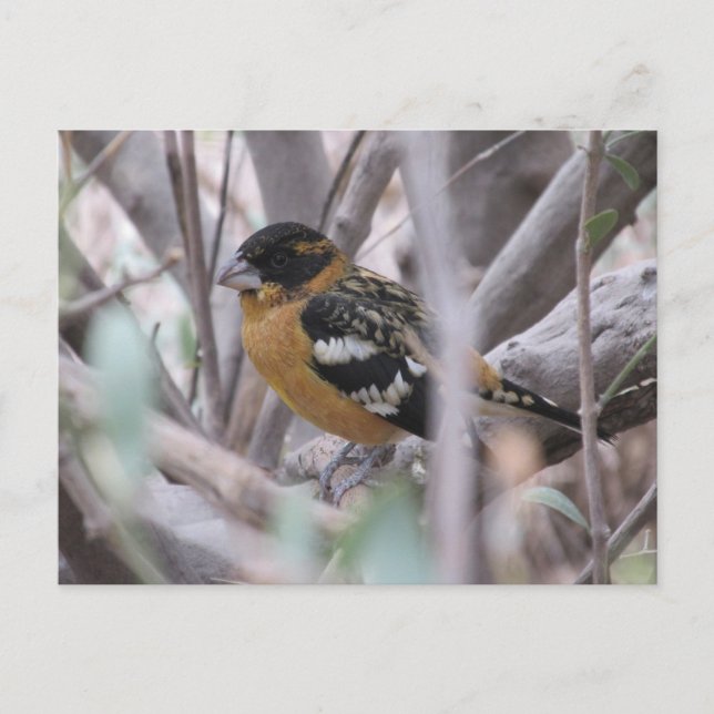 Carte postale Grosbeak à tête noire (Devant)