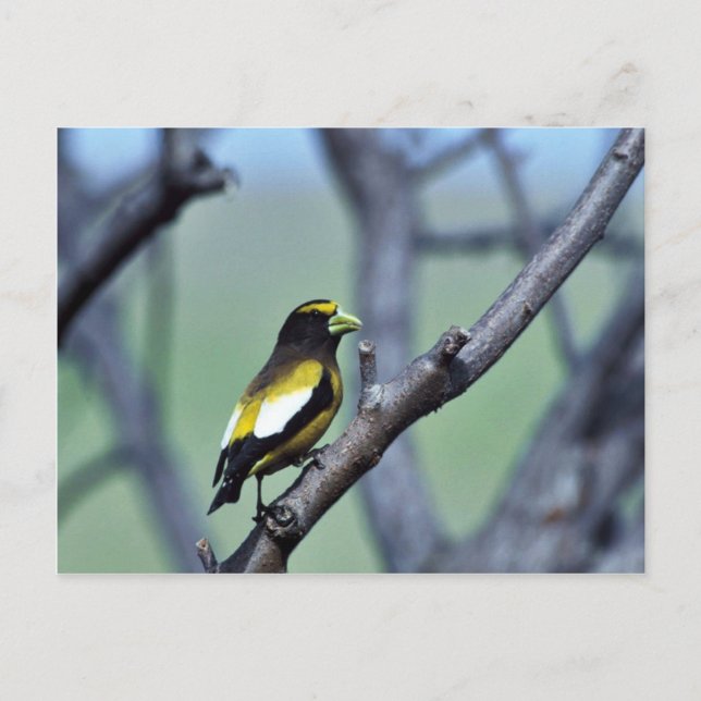 Carte Postale Grosbeak du soir (Devant)