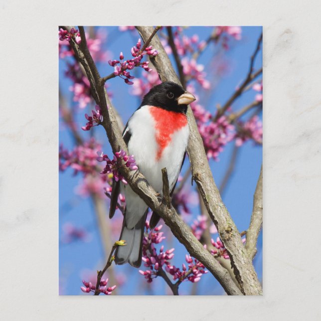 Carte Postale Grosbeak - poitrine Rose IV (Devant)