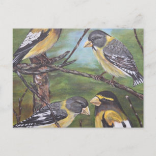Carte Postale Grosbeaks du soir
