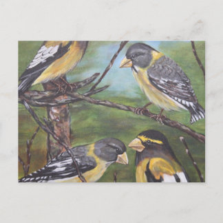 Carte Postale Grosbeaks du soir