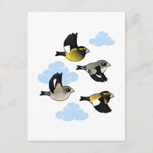 Carte Postale Grosbeaks du soir en vol