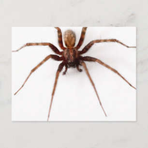 Carte Postale Grosse araignée effrayante
