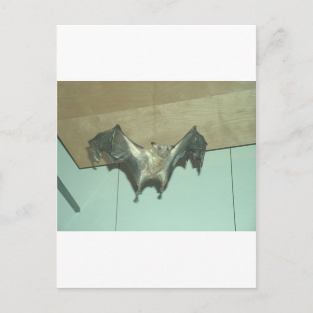 Carte Postale Grosse chauve-souris "renard volant" (Devant)