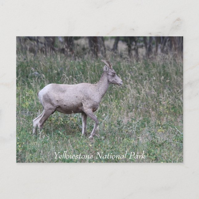 Carte Postale Grosse Corne, Femme, Pierre jaunâtre (Devant)