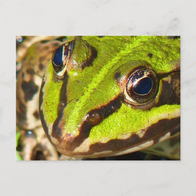 Carte Postale Grosse d'eau commune (Devant)