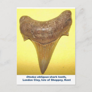Carte Postale Grosse dent de requin fossile