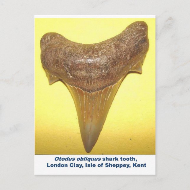 Carte Postale Grosse dent de requin fossile (Devant)