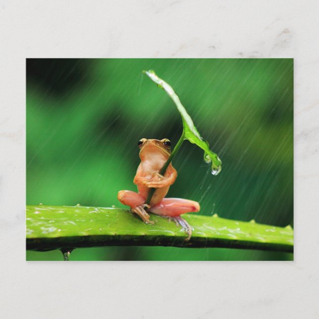 Carte Postale Grosse grenouille drôle peur de l'eau (Devant)