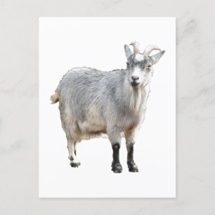 Carte Postale Grotte de chèvre grise animal, jolie photo nature
