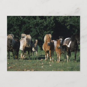 Carte Postale Group of Miniature Foals